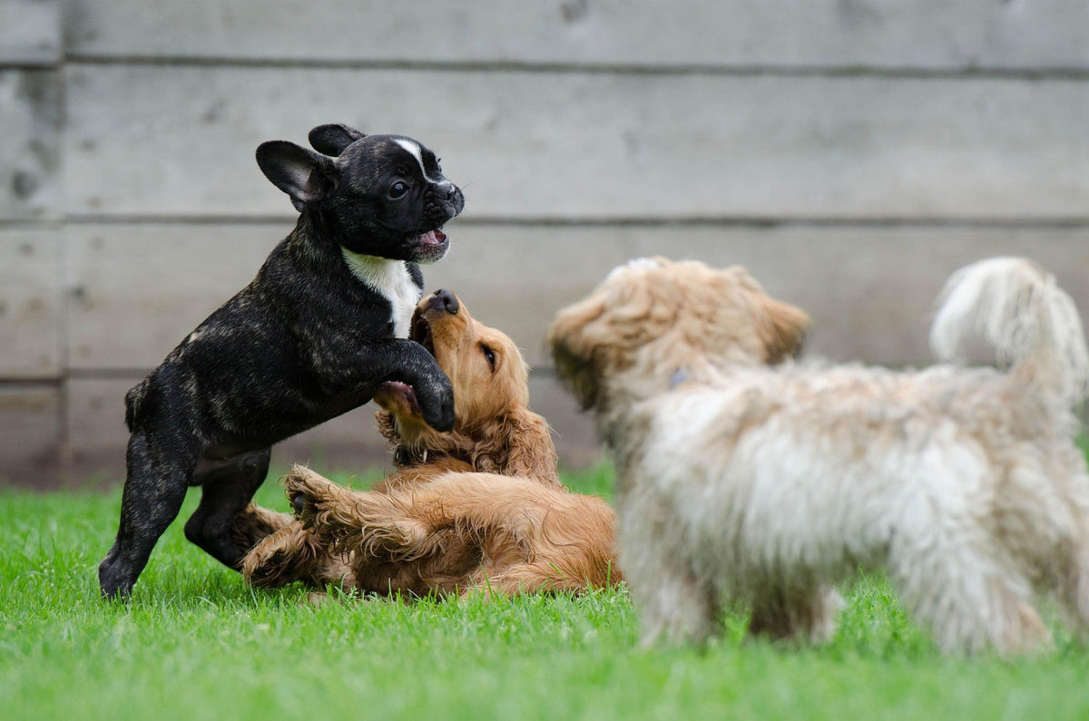 Tipps & Tricks – Kleine Tipps für den Alltag 🐾