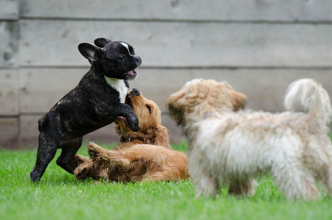 Tipps & Tricks – Kleine Tipps für den Alltag 🐾
