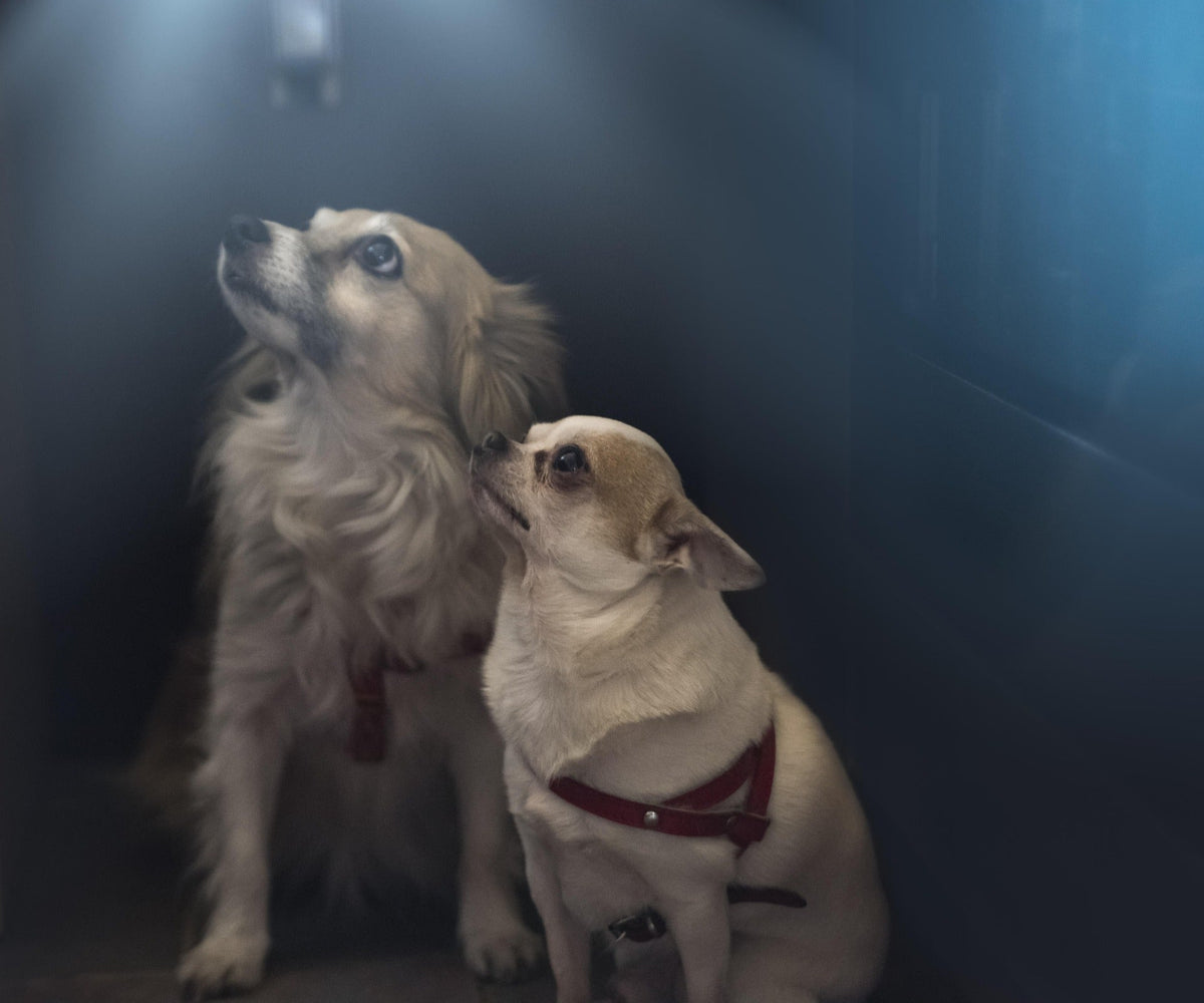 Vitamine – Kleine Helfer für ein gesundes Tierleben 🐾