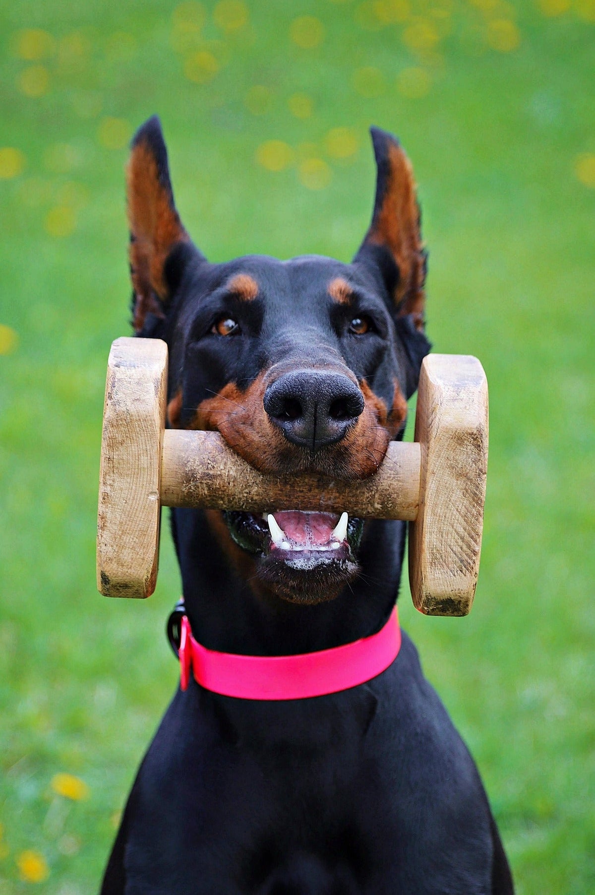 Gesundheit – So bleibt dein Vierbeiner fit und glücklich 🐾