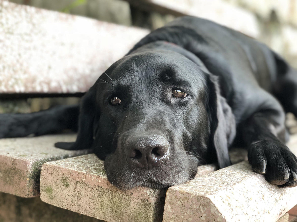 🐾 Hip Joint – Für gesunde Gelenke und mehr Bewegungsfreude